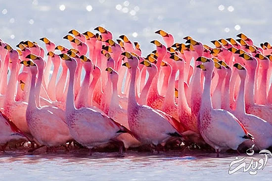 با خنگترین حیوانات دنیا آشنا بشید با خنگترین حیوانات دنیا آشنا بشید